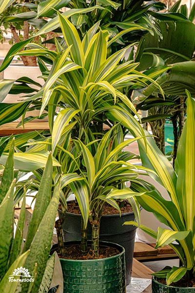 Dracaena Lemon Lime